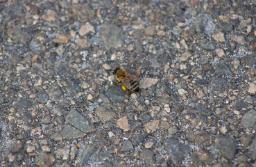 bumblebee sitting on concrete