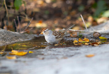 small song bird bathing in fountain