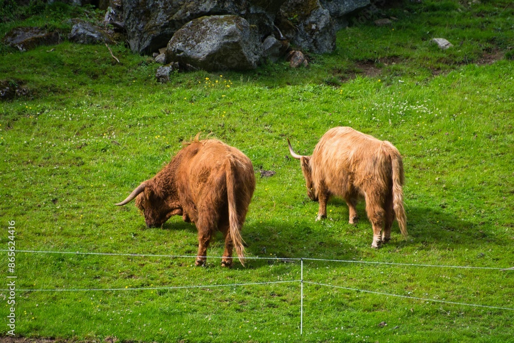 Sticker Two Highland cows grazing on a lush green pasture with rocks in the background