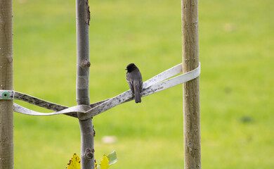 small black songbird perched