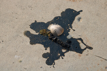 black splatter with white feather in center