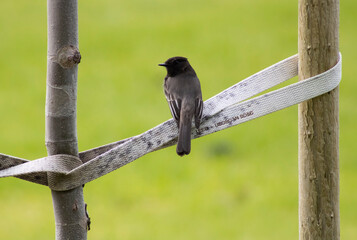 small black songbird perched