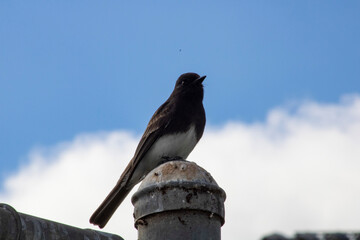 small black songbird perched
