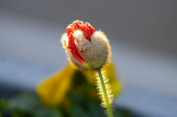 flower bud bursting open in sunlight