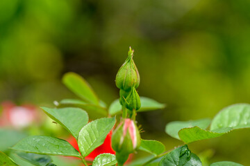 Rose buds