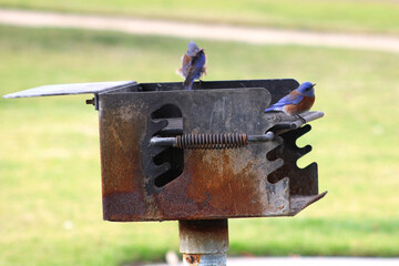small blue songbird with brown chest feathers perched on grill and tree