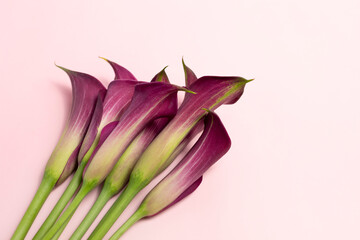 Closeup Zantedeschia Calla Pink Purple Flower On Pink Background. Blooming Plant, Flowering Evergreen. Fresh Lilly Top View. Horizontal Plane.