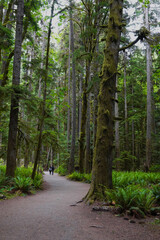 Fototapeta premium Hiking a trail in among the tall trees of the Olympic National Park