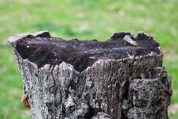 blackened tree stump closeup