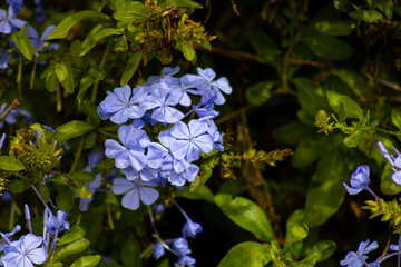 periwinkle blue flowers on green shrubbery