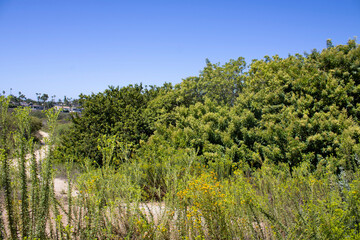 greenery and plants near hiking trail