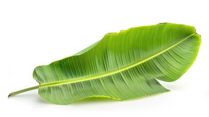 Fototapeta premium Isolated fresh banana leaf