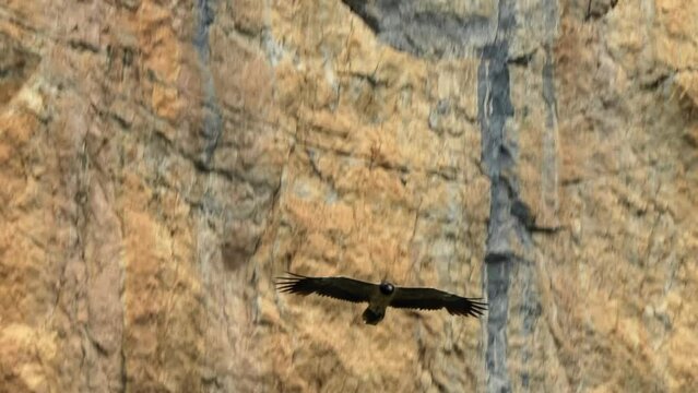 a rare lammergeier bearded vulture (ossifrage, gypaetus barbatus) in flight, gliding along a rocky mountain cliff face