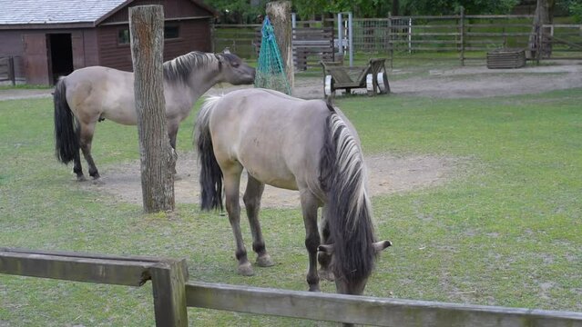 Horses on a Free-Range Farm in Poland