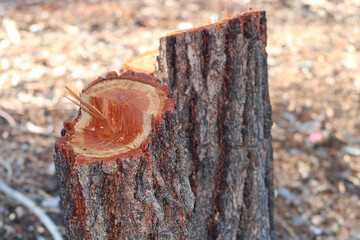 unevenly cut tree stump up close