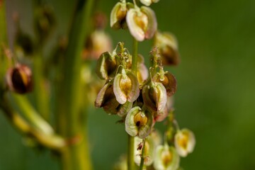 Fruits of an Altai rhubarb, Rheum altaicum