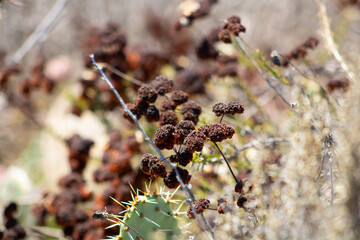 brown seed pods on cactus plant