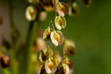 Fruits of an Altai rhubarb, Rheum altaicum