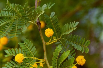 Flowers of a common acacia, Vachellia karroo