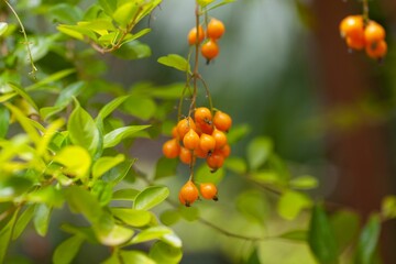 Fruits of a pigeon berry, Duranta erecta