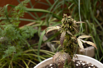 Marijuana plant in a pot in a urbangarden
