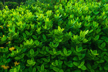 Green leaves with texture,foliage nature green background