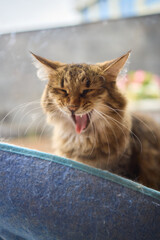 A Felidae cat with fur is lounging in a cozy cat bed