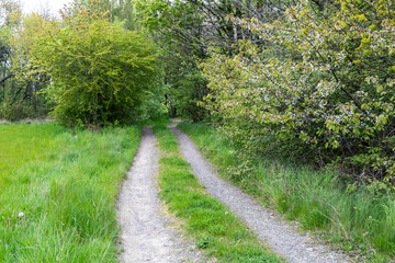 Country road and green grass in the forest. High quality photo