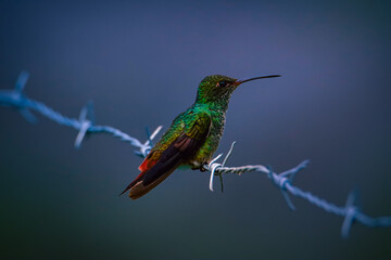 Hummingbird Costa Rica 