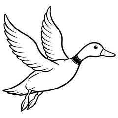 duck isolated on white