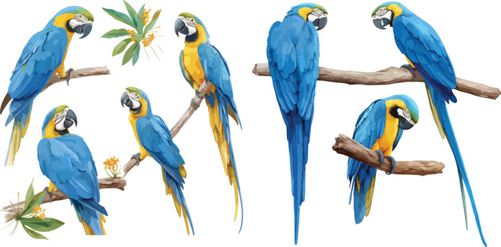 parrot watercolor clipart