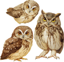 owl watercolor clipart