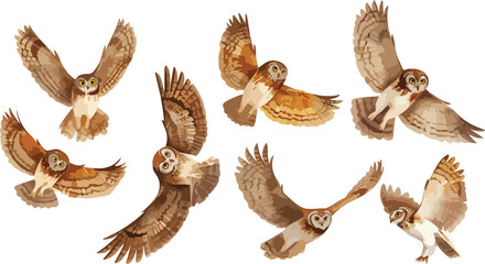 owl watercolor clipart