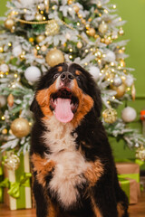 Bernese Mountain Dog puppy against the background of a Christmas tree with golden toys