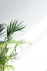 Close up Palm Leaves in Bright Sunlight, shadows. Copy space