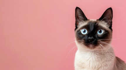 Fototapeta premium Hungry Siamese cat with seal point markings gazing at camera with space for text on pink backdrop