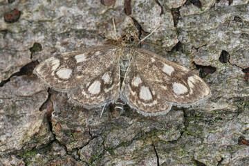 Closeup on the small European elderberry pearl moth, Anania coronata with spread wings on wood in the garden