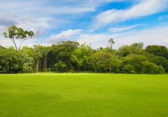 Fototapeta premium Beautiful large park with green lawn covered with grass.