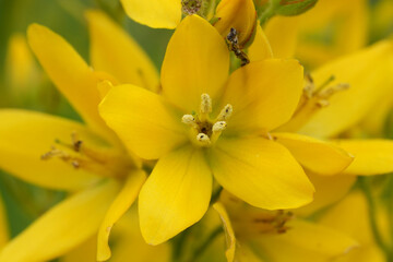 Obraz premium Vertical closeup on the bright yellow flowers of the yellow or garden loosestrife Lysimachia vulgaris