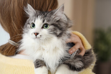 Owner holding cute cat after sterilization at home, closeup