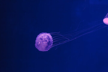 underwater photos of jellyfish chrysaora quinquecirrha jellyfish the atlantic sea nettle