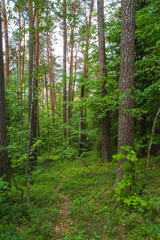 Las w okolicach Zwierzyńca, 
The forest near Zwierzyniec