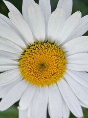 Obraz premium daisy flower closeup