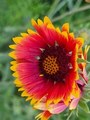 sunflower in the garden