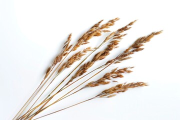 Dry grass clippings scattered on a clean white surface