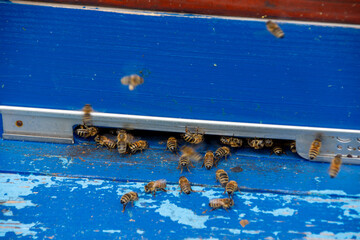Pszczoły wylatujące z ula, Bees flying out of the hive © Studio RMW