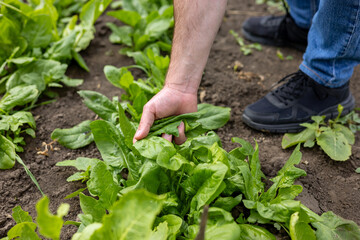 Young farmer hands collecting lettuce from his plantation. Farmer cultivate his own vegetables.