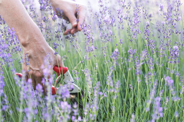 a pruning lavender