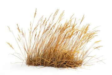 Obraz premium A heap of dried grass on a white surface, perfect for nature and outdoor themed projects