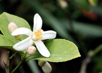 white flower of citrus tree lemon close up